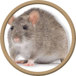 ./tokens/token_2 (2).png